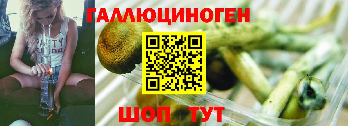 Советск  Галлюциногенные грибы Cubensis  Вход с VPN 
